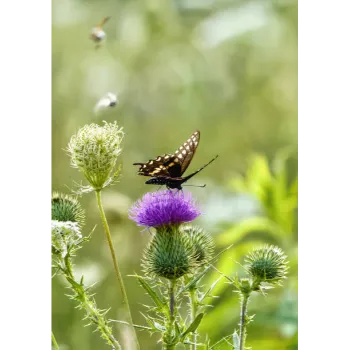 Milk Thistle 